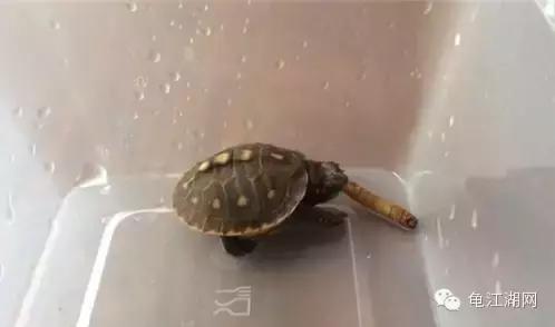 如何养殖水龟,如何合法饲养半水龟