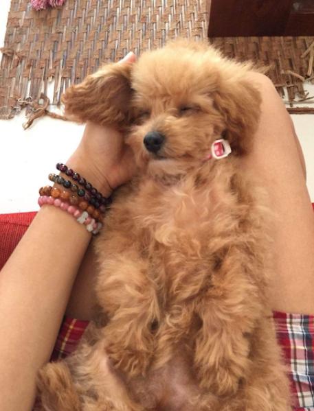 泰迪犬的睡姿图片,泰迪犬如何睡觉