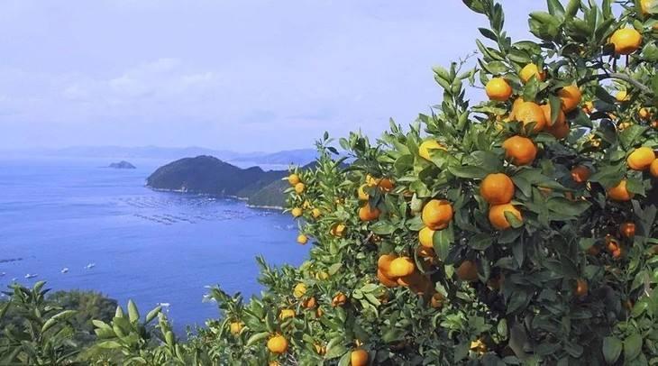 上海长兴岛和横沙岛,上海长兴岛出海口