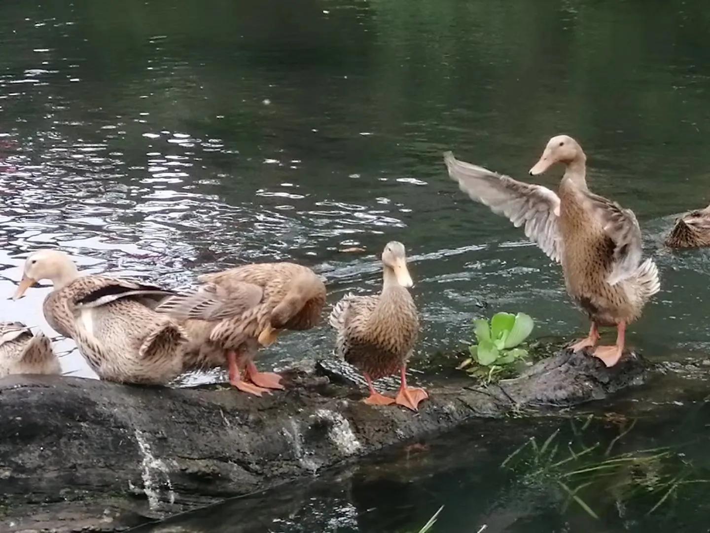 滇西滇南六日游腾冲瑞丽,我的旅行日记云南腾冲6天游