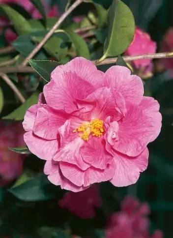 赏花时间表,赏花季节及图片