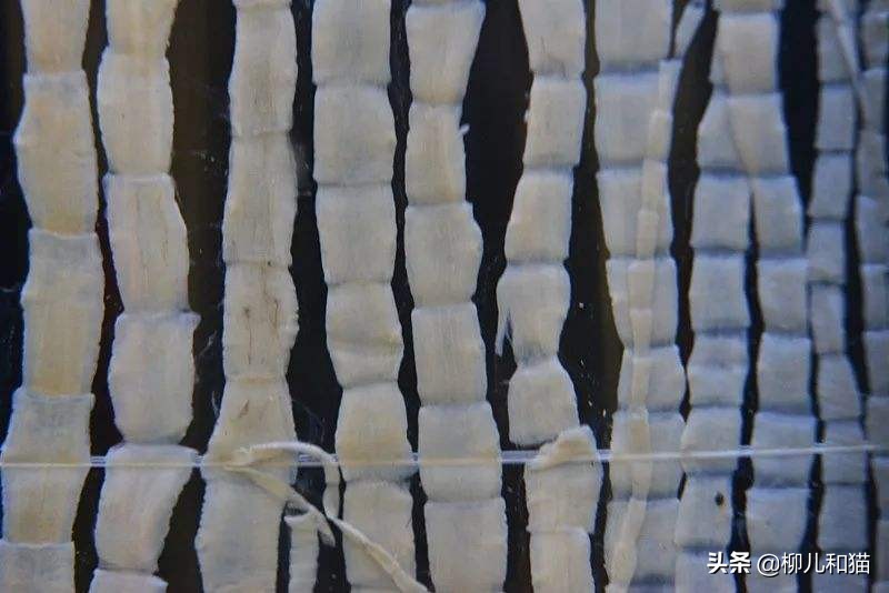 猫咪有绦虫吃了药后怎么观察粪便,猫咪球虫弓形虫