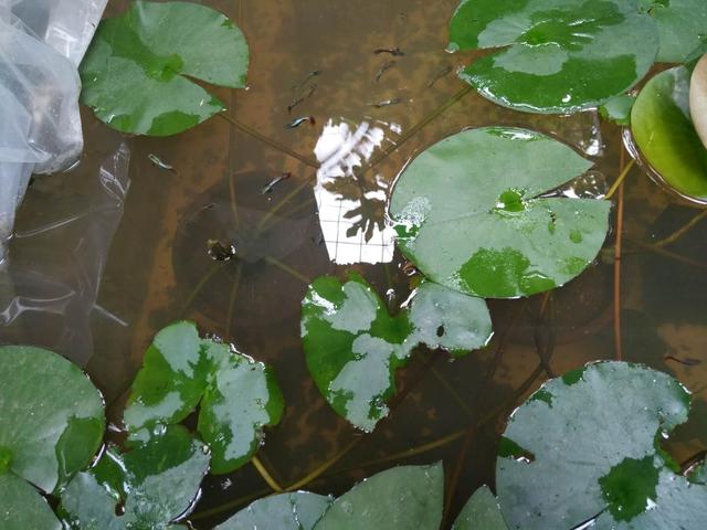 孔雀鱼苗什么时候长得最快,孔雀鱼苗的利用方法