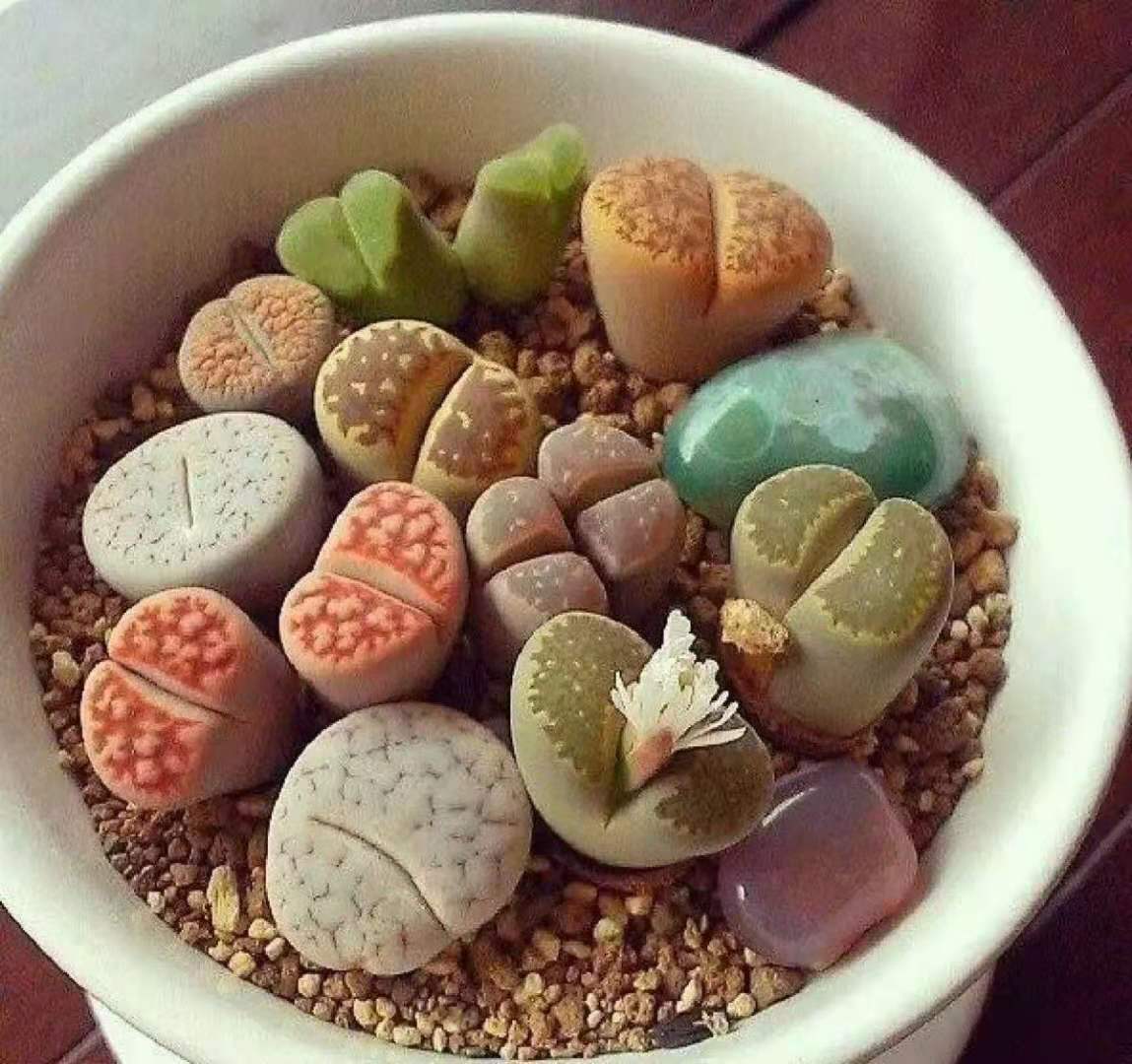 记录我养生石花踩过的坑，总结这八点让你的生石花长得饱满又艳丽