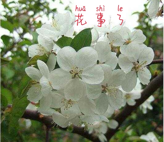 开到荼蘼那一天,开到荼靡花事了