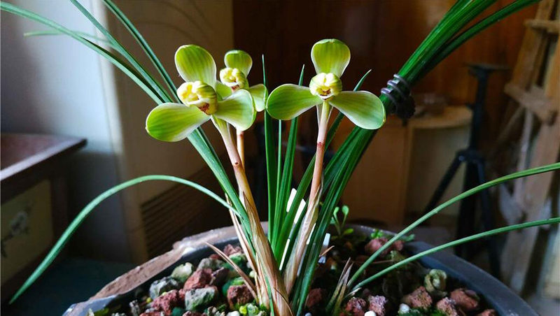 怎样选好兰花品种视频,怎样从兰花芽选择好的兰花