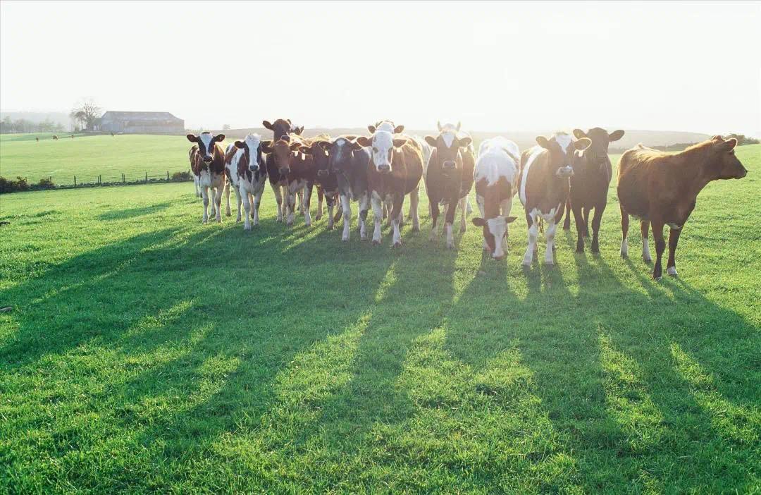 澳洲原装进口奶粉哪个好淳璀有机奶粉更受欢迎