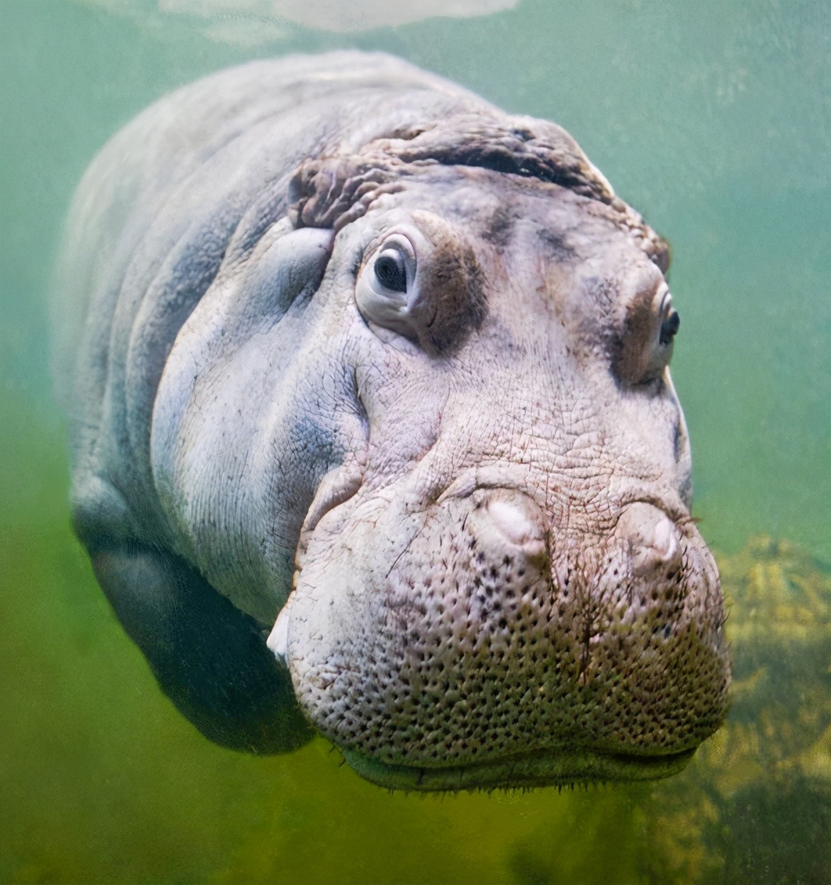 顶翻狮子、口撕鳄鱼的河马，到底有多恐怖？非洲只有一物能制服它