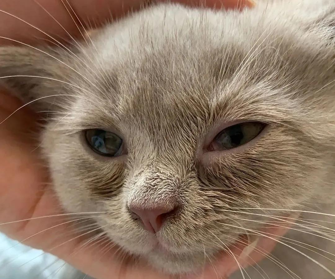 解答宠物问题,关于宠物的问题和答案大全