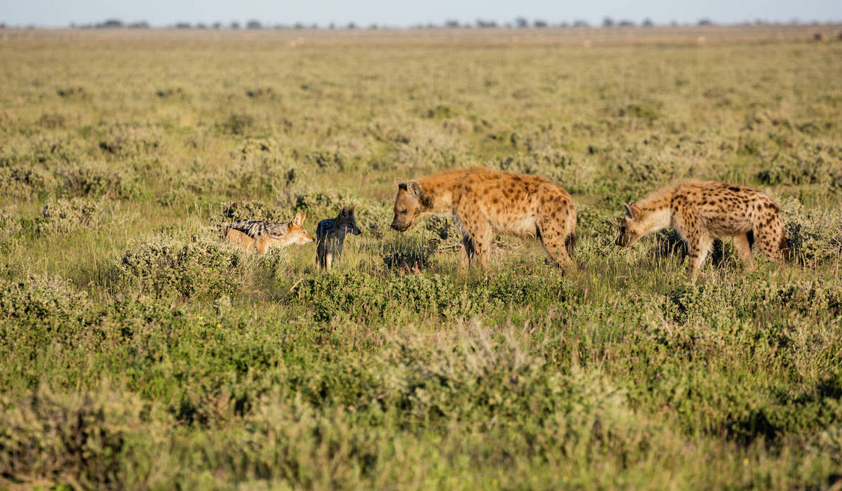 黑背胡狼的生活特点,黑背胡狼个人简介