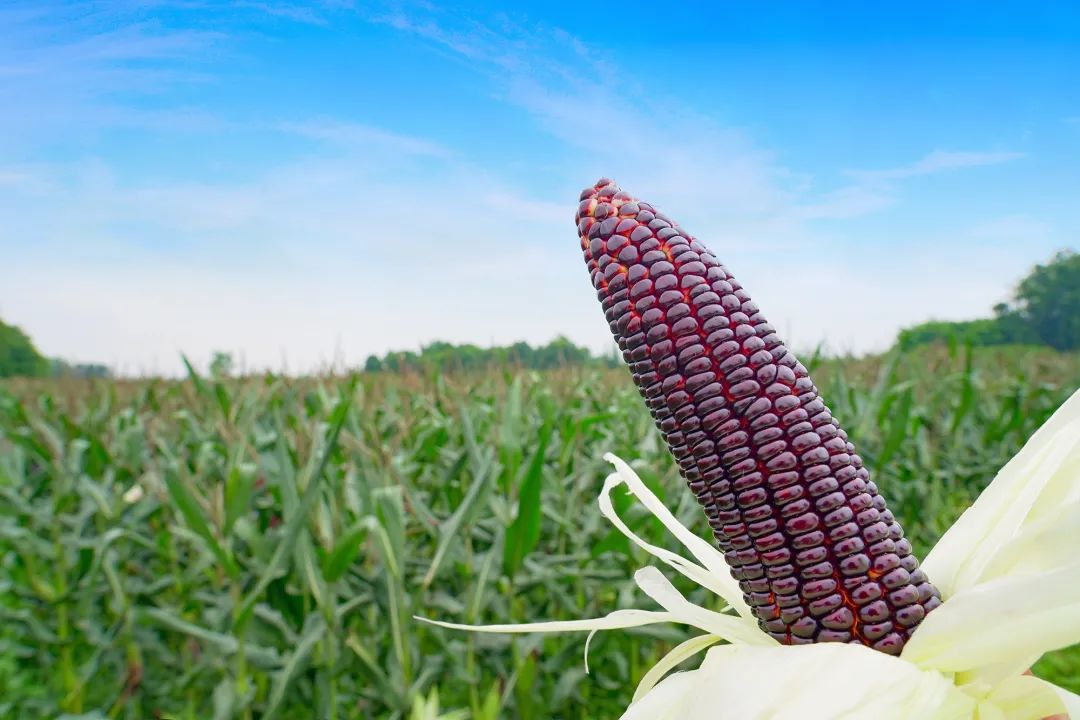 甜玉米新货上市,超级甜糯玉米新品种