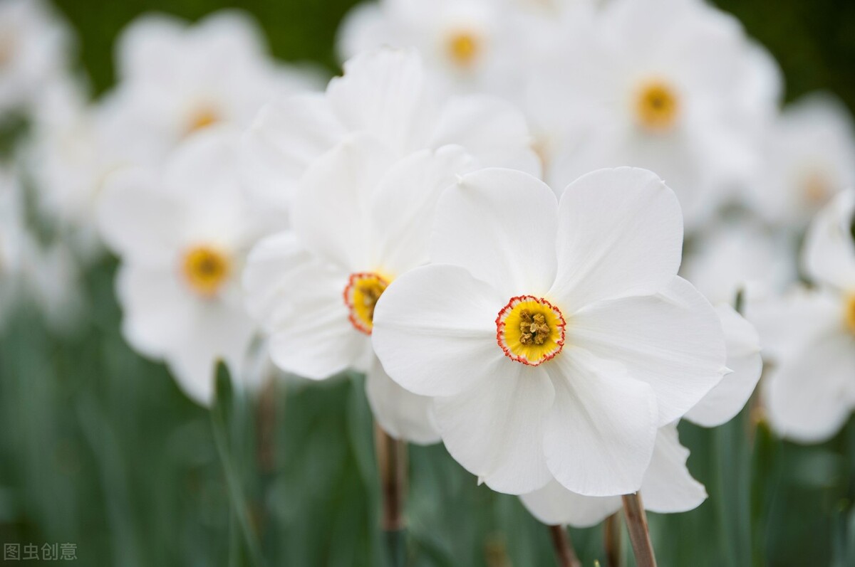 什么花适合送生日花,你的生日代表的花朵及寓意图片