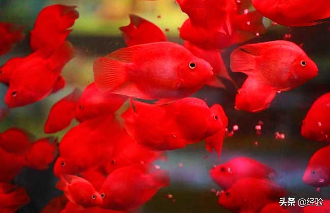 鹦鹉鱼变白怎么办,鹦鹉鱼刚入缸变白