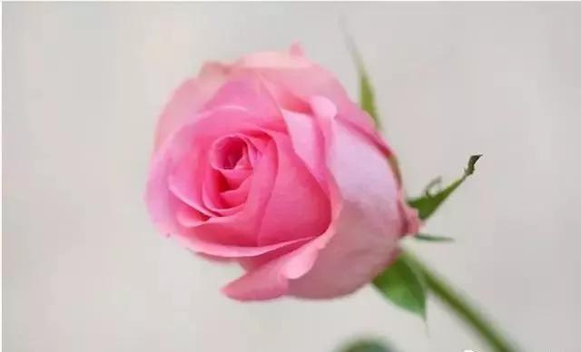 每天学习一点点花卉,100种常见玫瑰品种