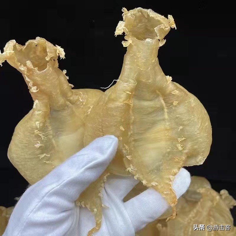 假花胶浸泡后有透明胶,鸡蛋胶假冒黄花胶