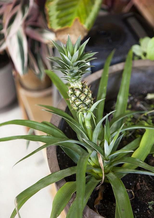 吃完的菠萝不要扔掉自己种植菠萝,吃菠萝了还剩下菠萝头怎么种菠萝