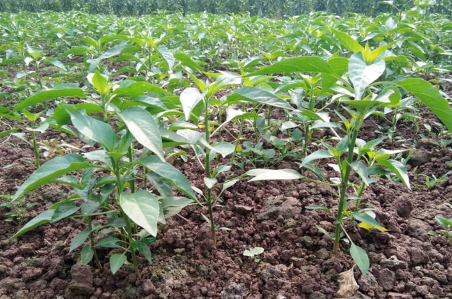 贫困户50万扶贫资金的应用,富顺县社会扶贫工作