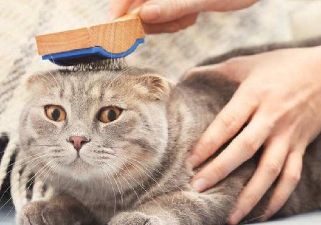 公猫繁衍会划伤母猫吗,公猫的生殖器官对母猫有什么伤害