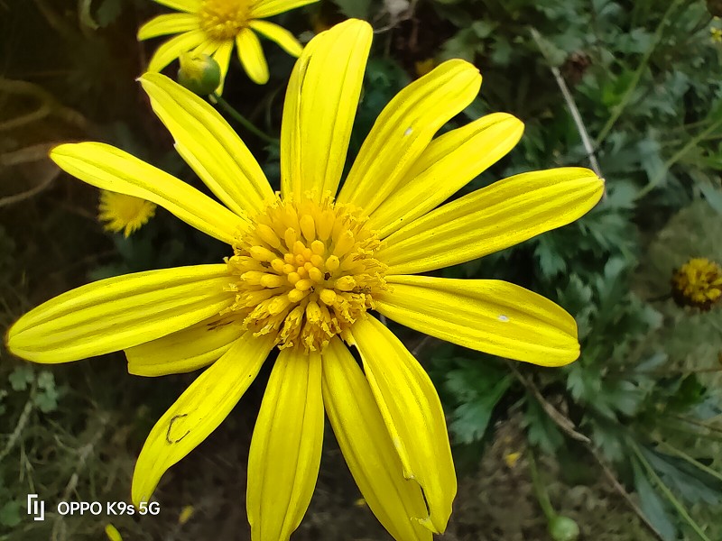 OPPOK9s值得买吗测评,oppok9s值得入手吗