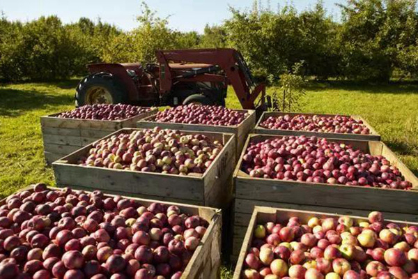 日本最成功的主题农场,日本农场十大排名