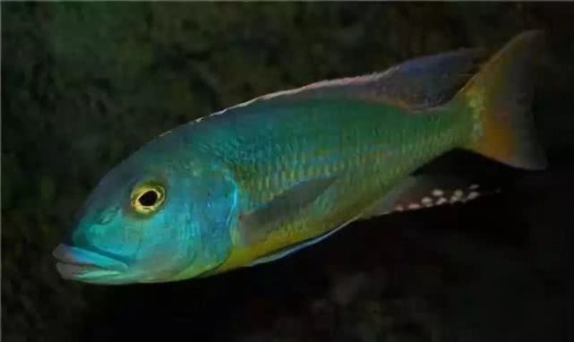 闈炴床鎱堥卜,闈炴床鎱堥卜浠嬬粛