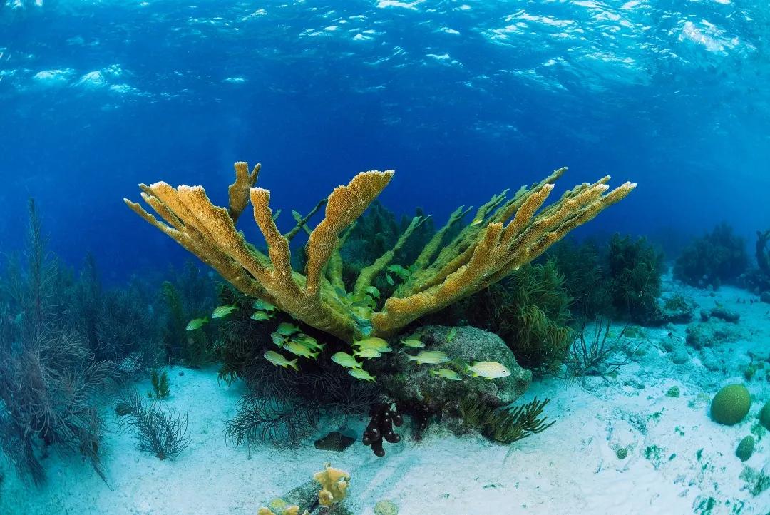 珊瑚是腔肠动物还是植物,珊瑚是植物还是动物还是礁石