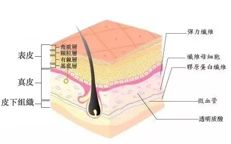 经常使用含酸的护肤品有什么危害,常见含有酸的护肤品有哪些