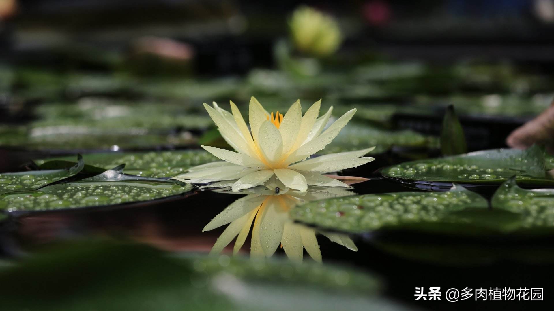 盆养睡莲几天换一次水,怎样养好室内睡莲