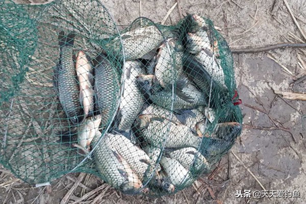 冬季野钓，鱼不咬钩？赶紧试试这几招，有效提升咬钩率，渔获猛增