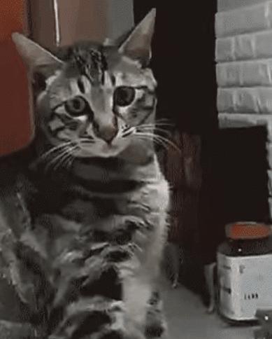 搞笑动图表情包,搞笑动图gif微信表情包