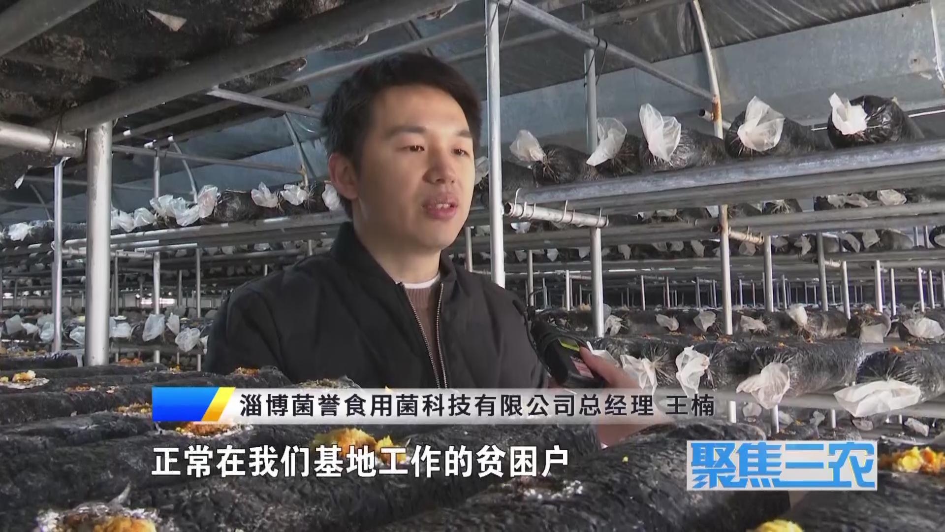 聚焦三农种植蔬菜致富,福建古田银耳栽培致富事例