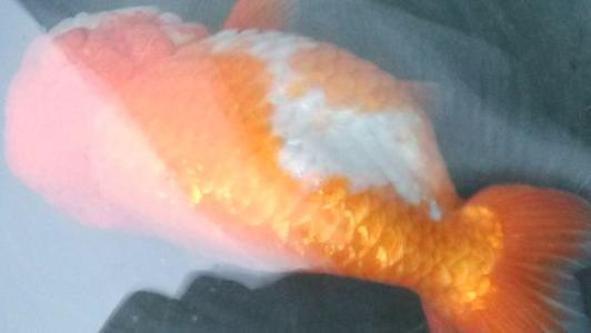 小金鱼炸鳞是怎么回事,小金鱼炸鳞是什么样的