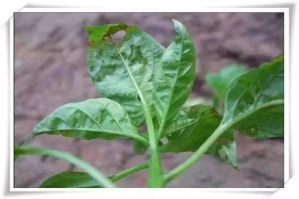 辣椒病害图谱大全大图,辣椒病害大全图片及防治方法