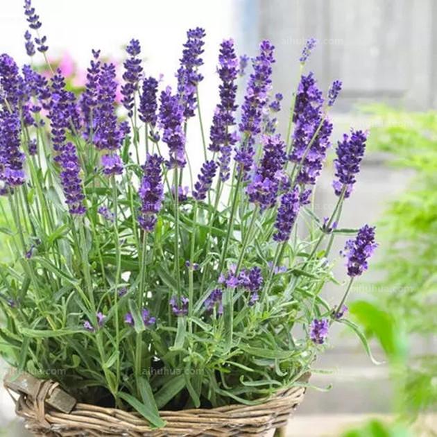 人养花花,人养花花养人哪些花养人