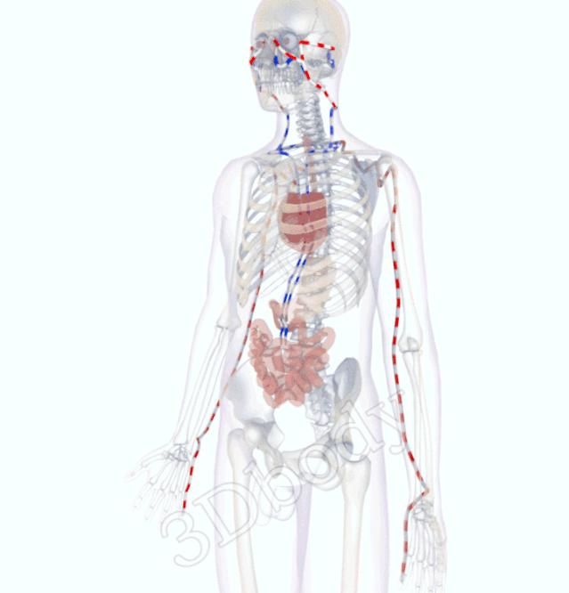 3d十四经络动态循行图,经络图3d动态图三焦经