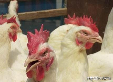 鸡得心包炎是什么病,鸡得了心包积液怎么治