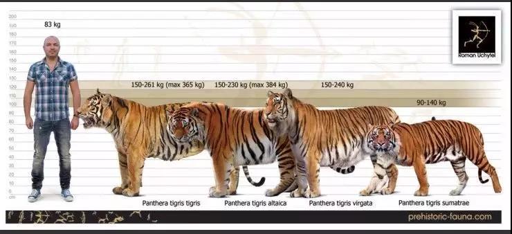 几只猛犬能打败一只老虎,能打败老虎的猛犬