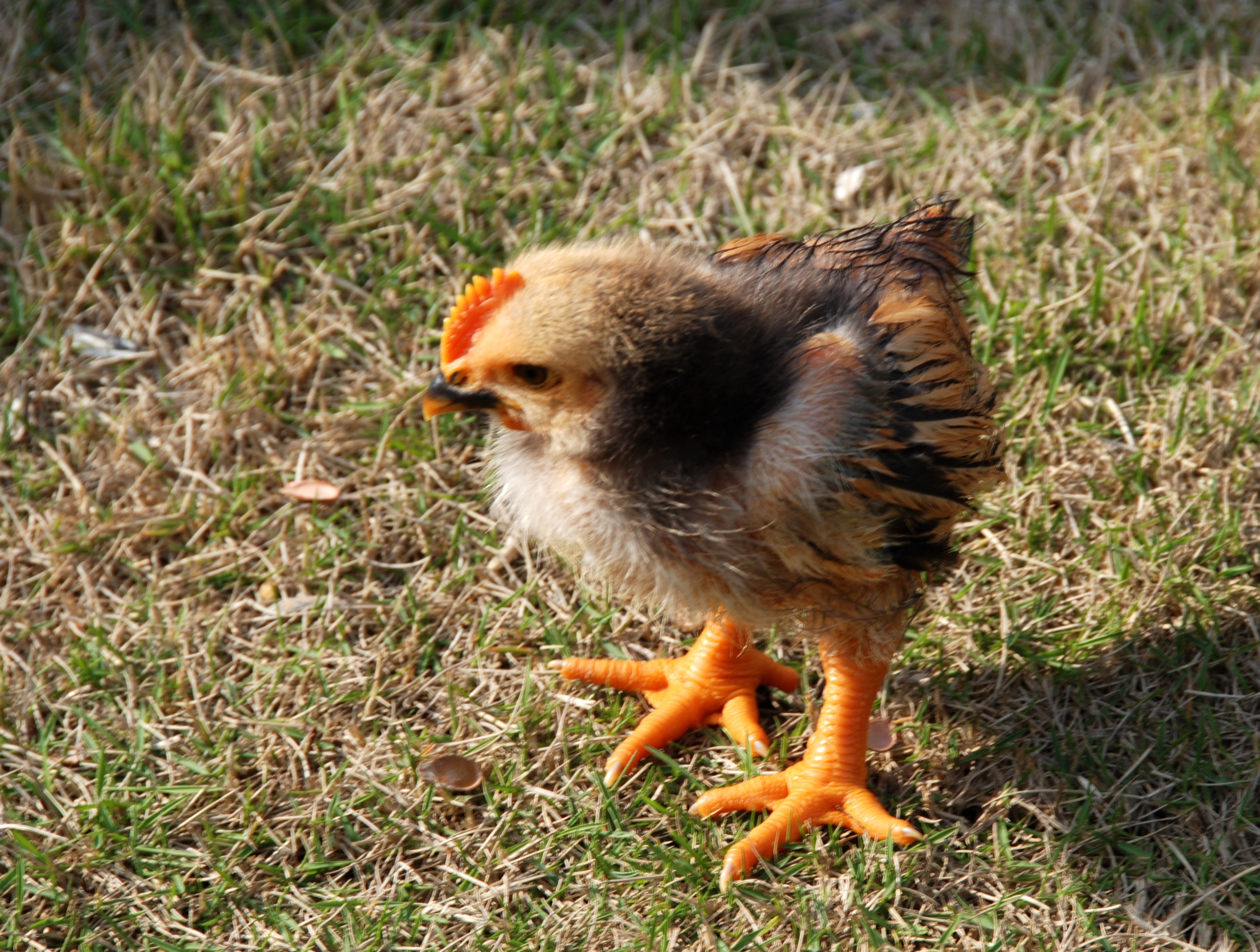 必背瑶寨,必背瑶寨怎么样