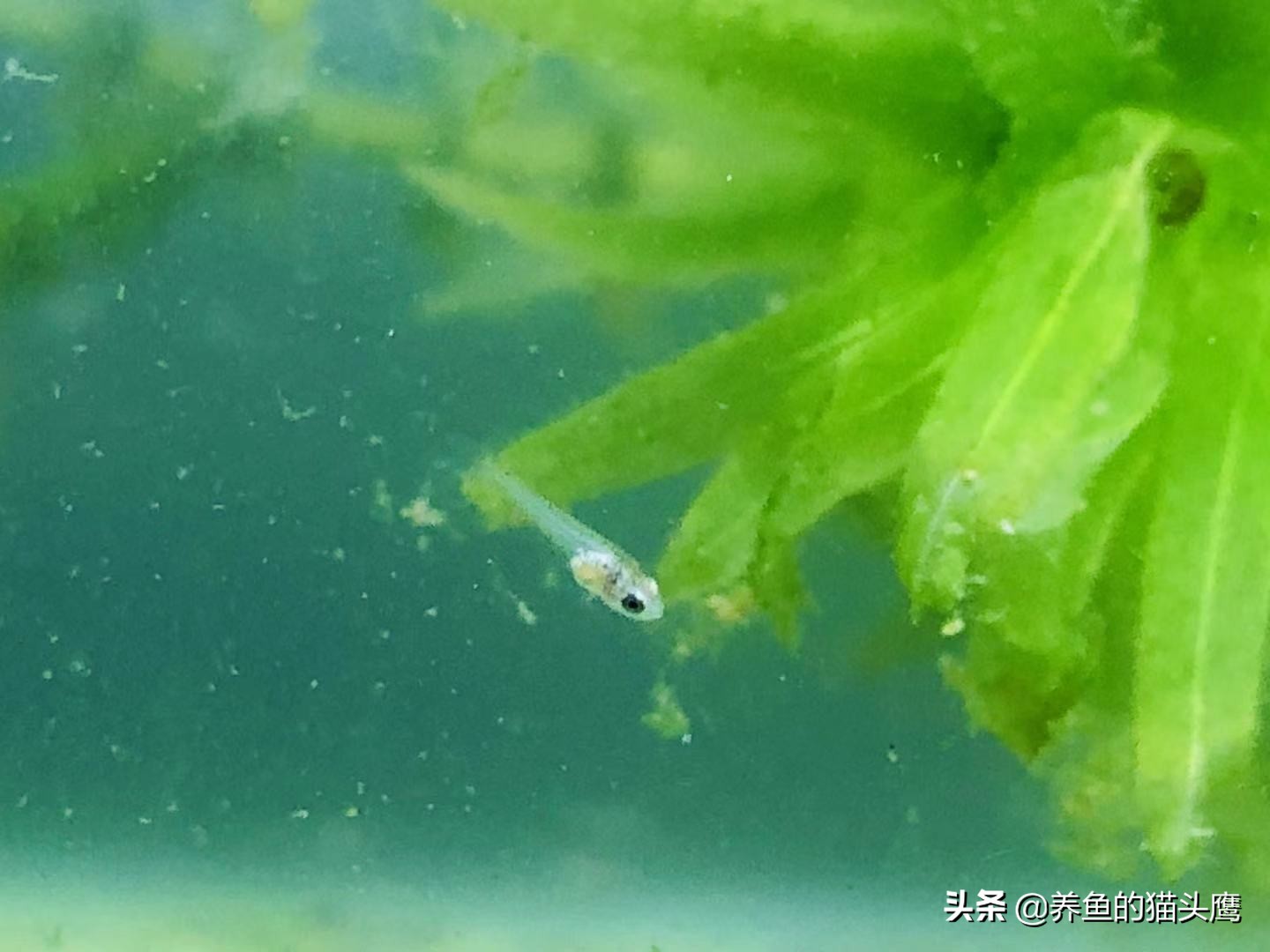 叉尾斗鱼繁殖教程,中国斗鱼繁殖第10天