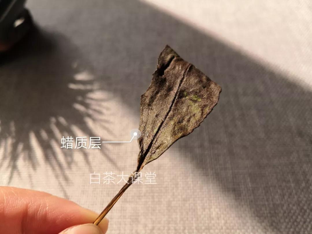 买到茶梗很多的白茶寿眉，是不是品质不好？