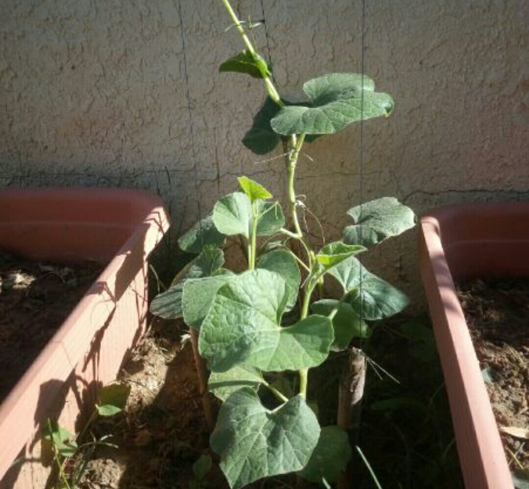 家中养棵观赏小葫芦，随风摇拽好可爱，福禄也多多