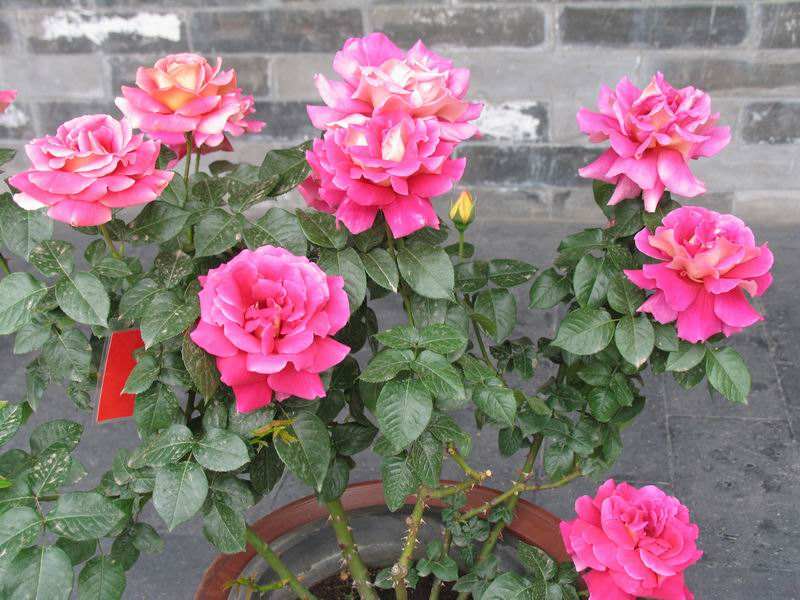 什么花草最好养又吸甲醛,养什么花可以去除甲醛