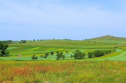 白居易的离离原上草指的是什么草,离离原上草是白居易几岁写的诗