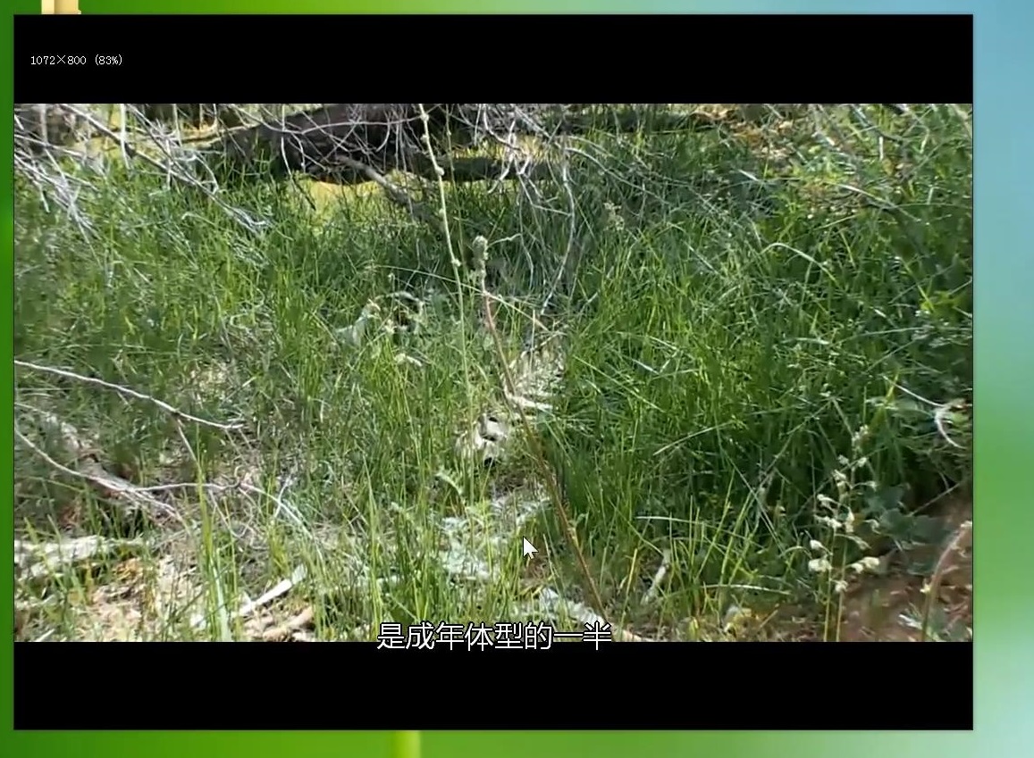 电影视频语音同步翻译器,什么视频平台可以免费加自动字幕