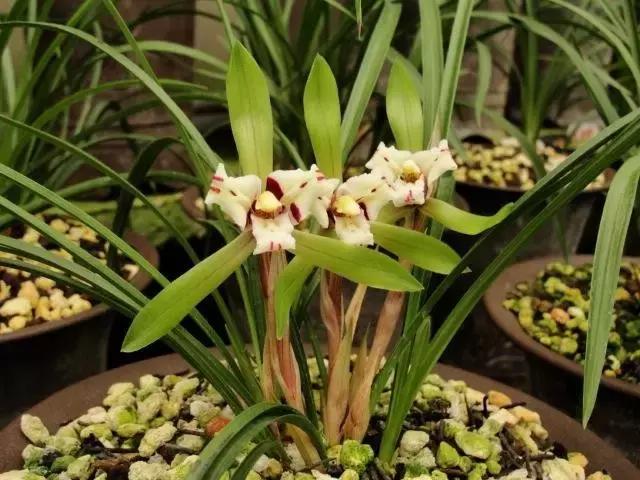 种植兰花叶片有虫怎么办,兰花生病防治小妙招