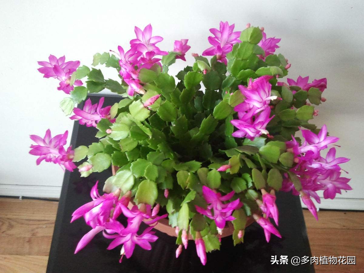 花卉盐碱害有哪些症状,怎样解决花卉盐碱严重