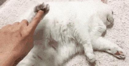 猫咪为什么老是揍主人,猫咪为什么揍年轻人