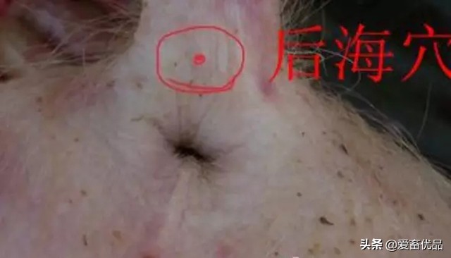 仔猪传染性腹泻怎么治效果好,仔猪传染性肠胃炎该怎么治