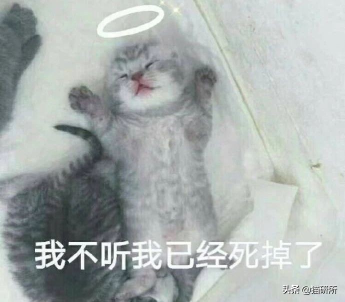 有人给猫下毒会不会有毒,猫能吃人用感冒药吗