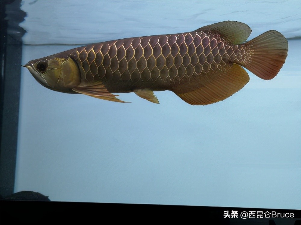 800万加长版的劳斯莱斯,800万天价拍卖视频